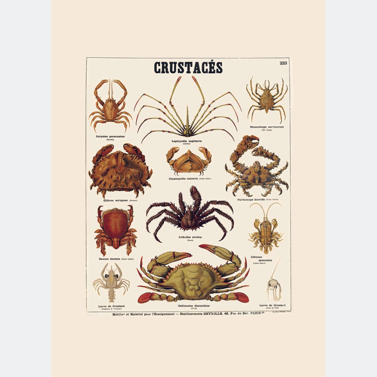 Crustacés Crabes