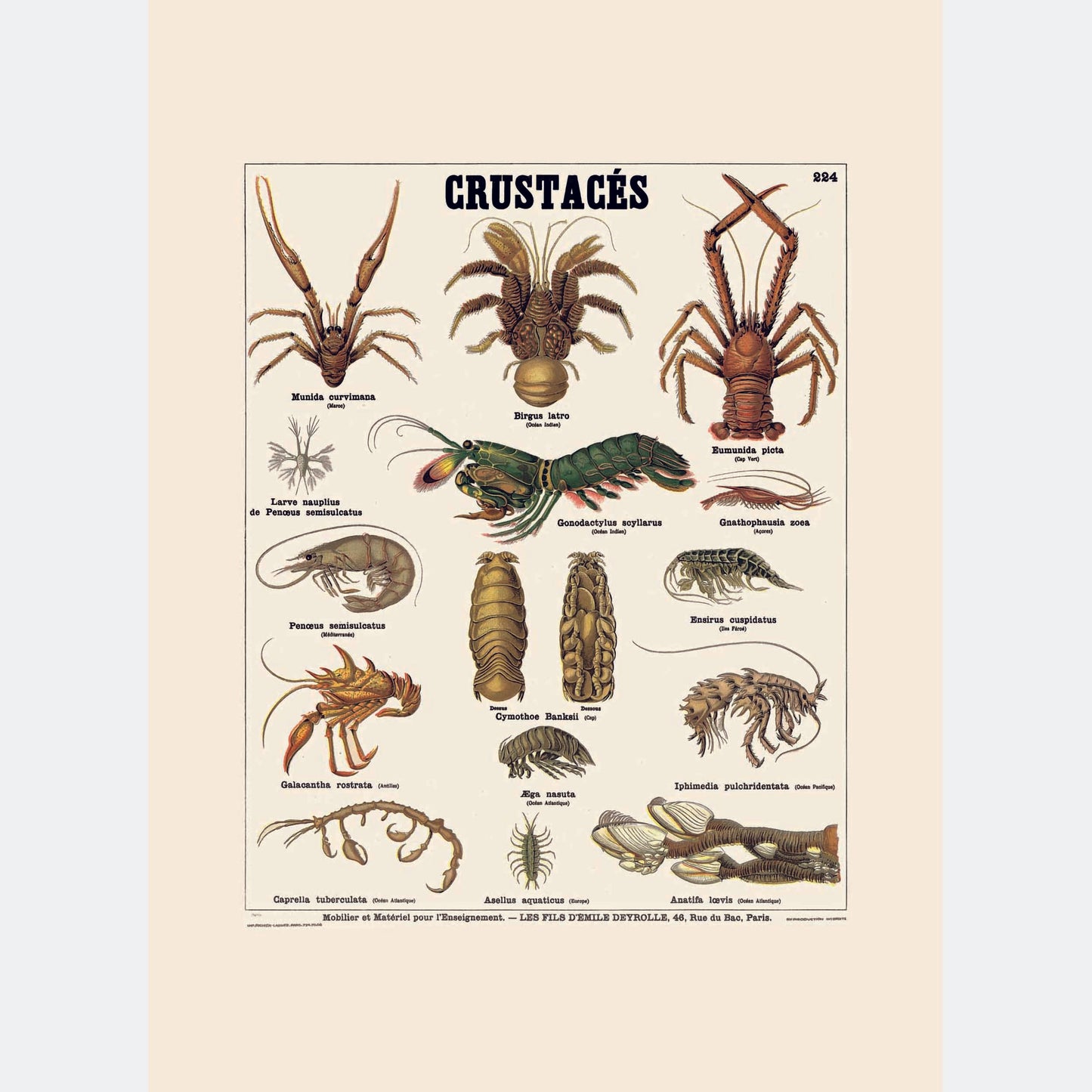 Crustacés