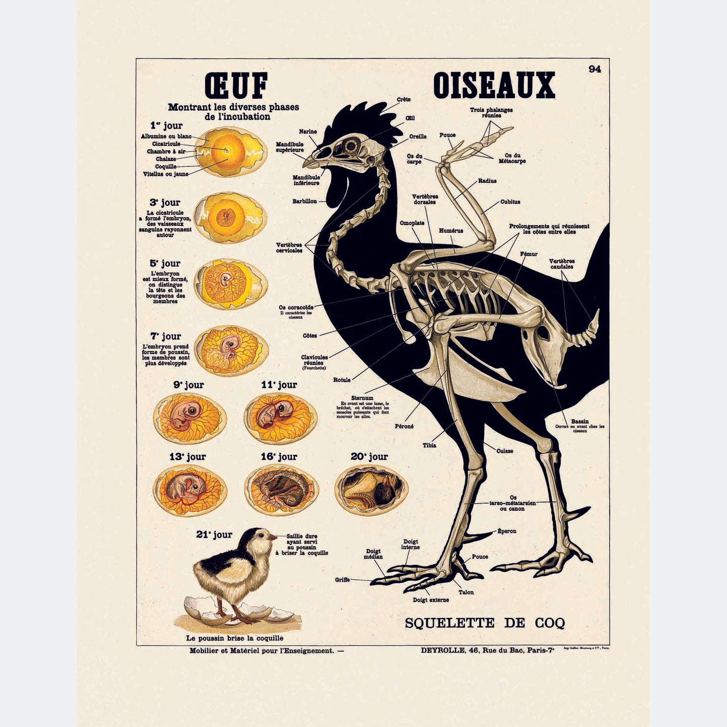 Oeuf oiseaux