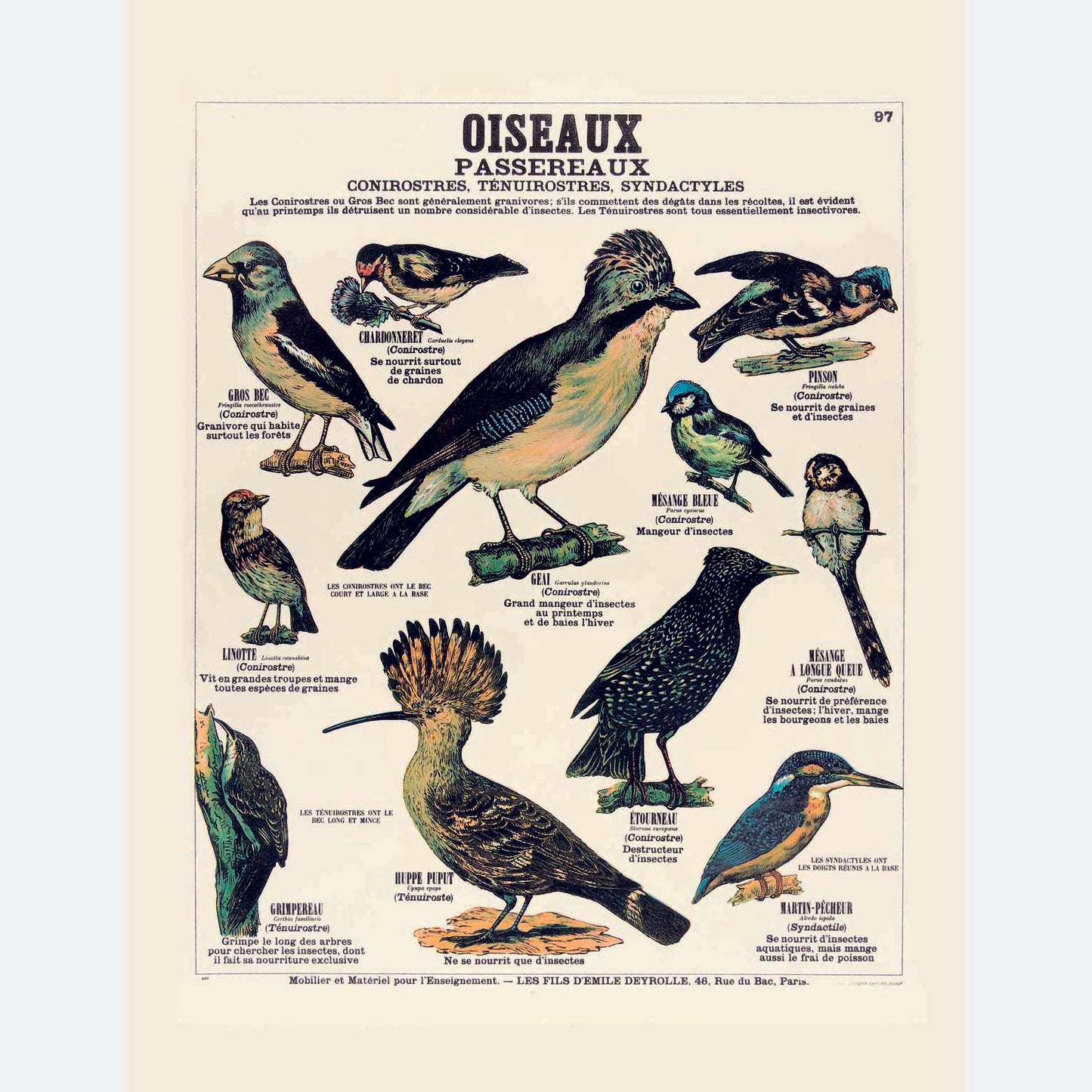 Oiseaux Passereaux