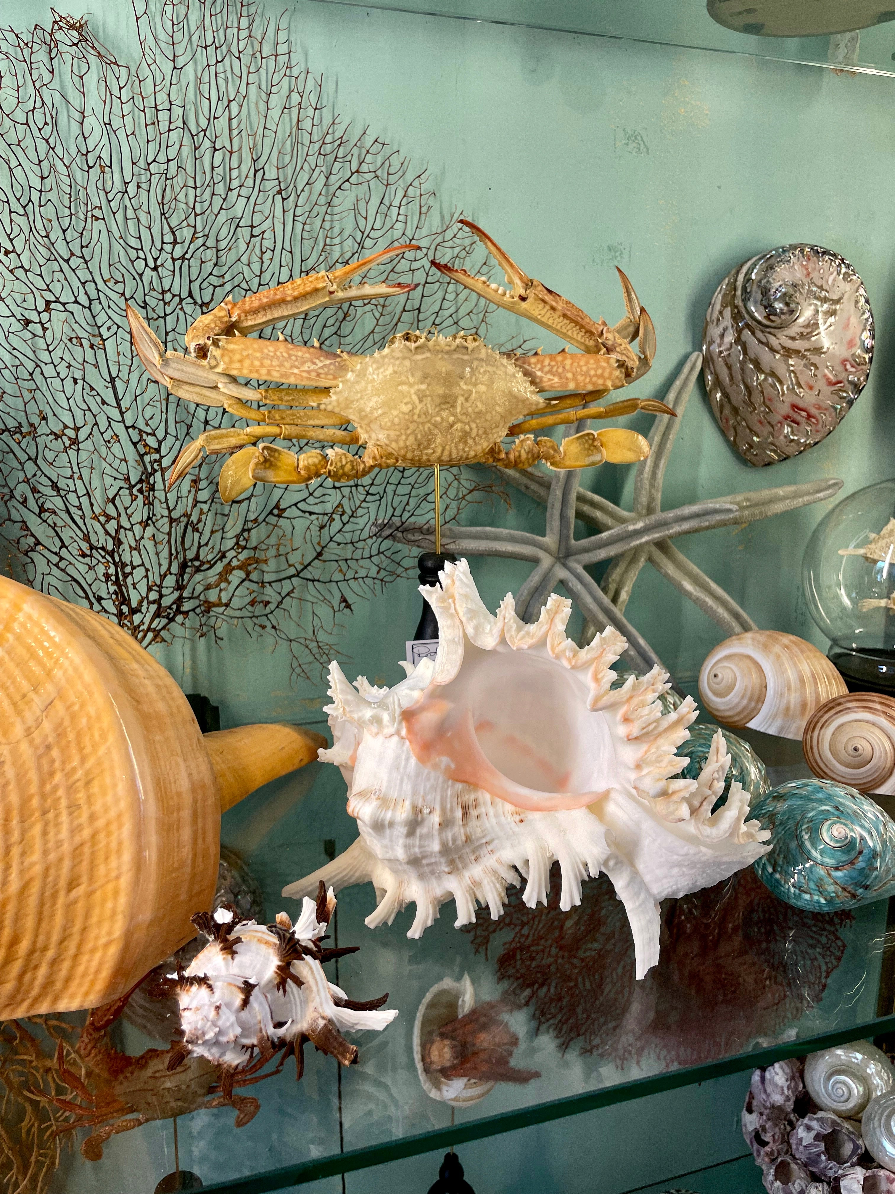 Shells – Deyrolle