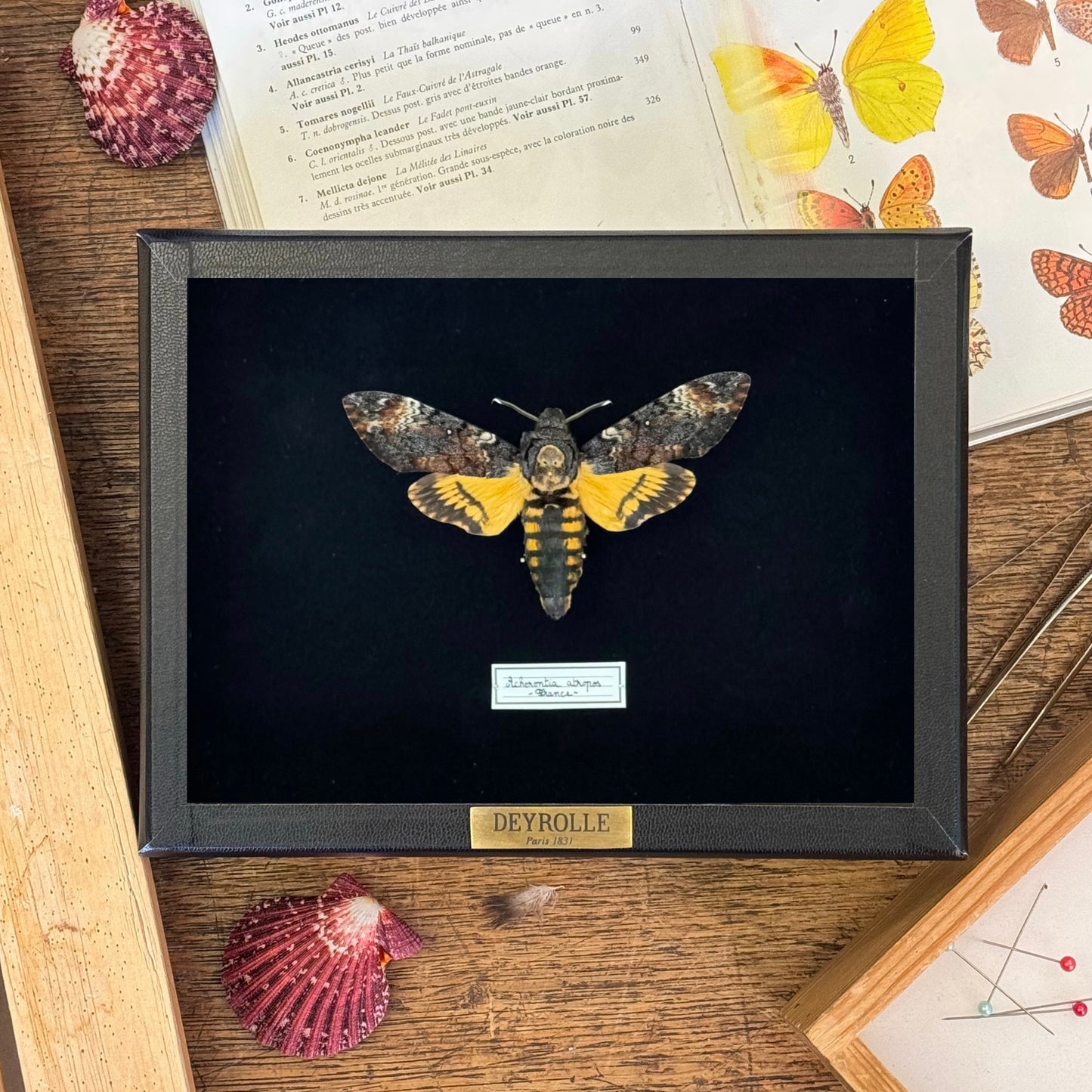 Acherontia atropos