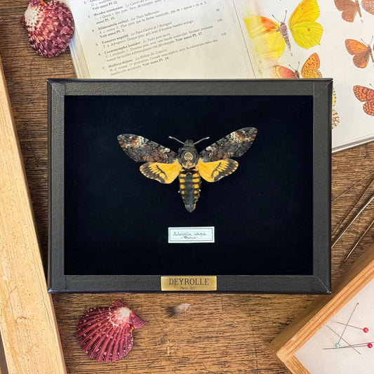 Acherontia atropos