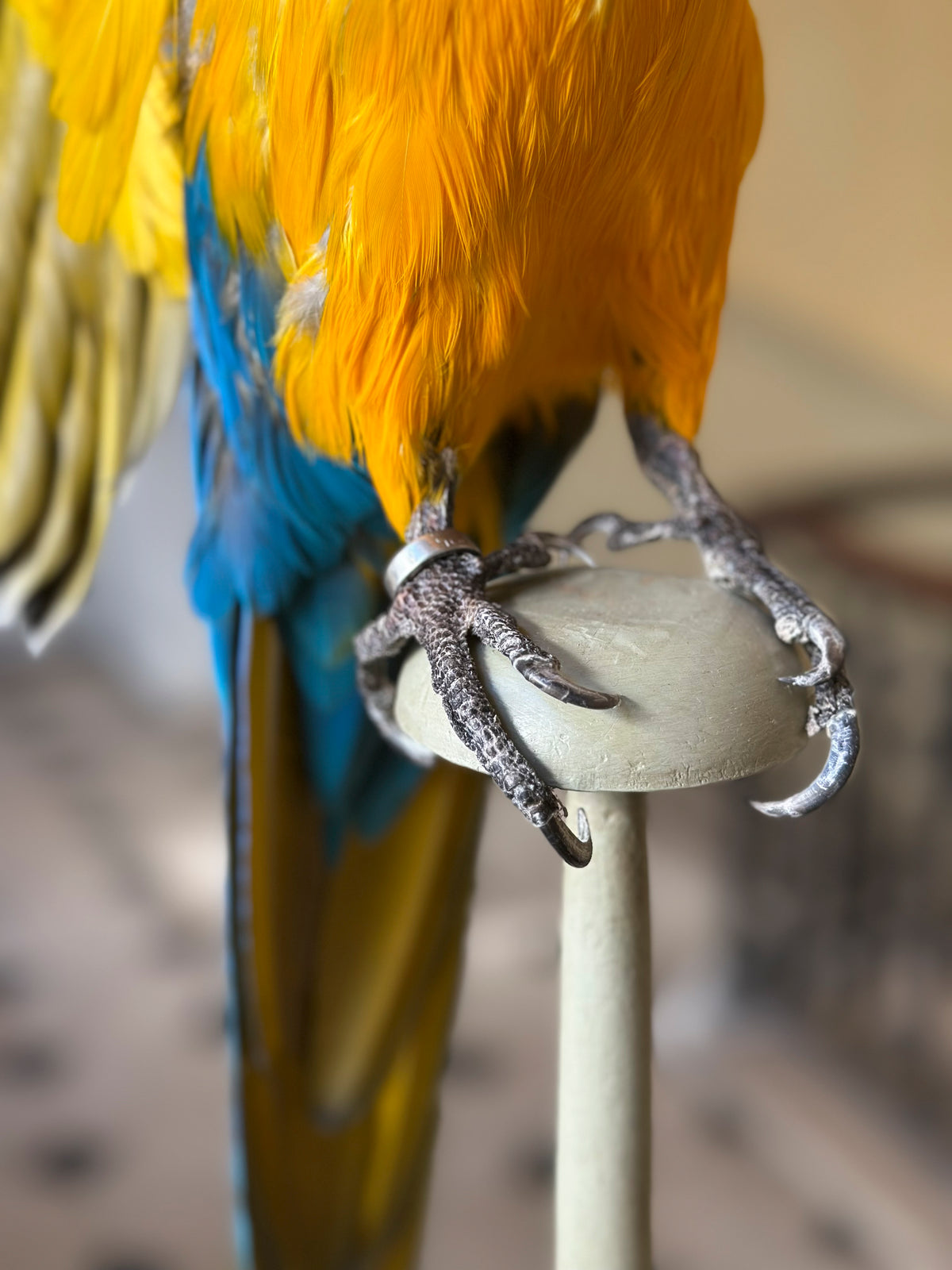 Ara bleu et jaune