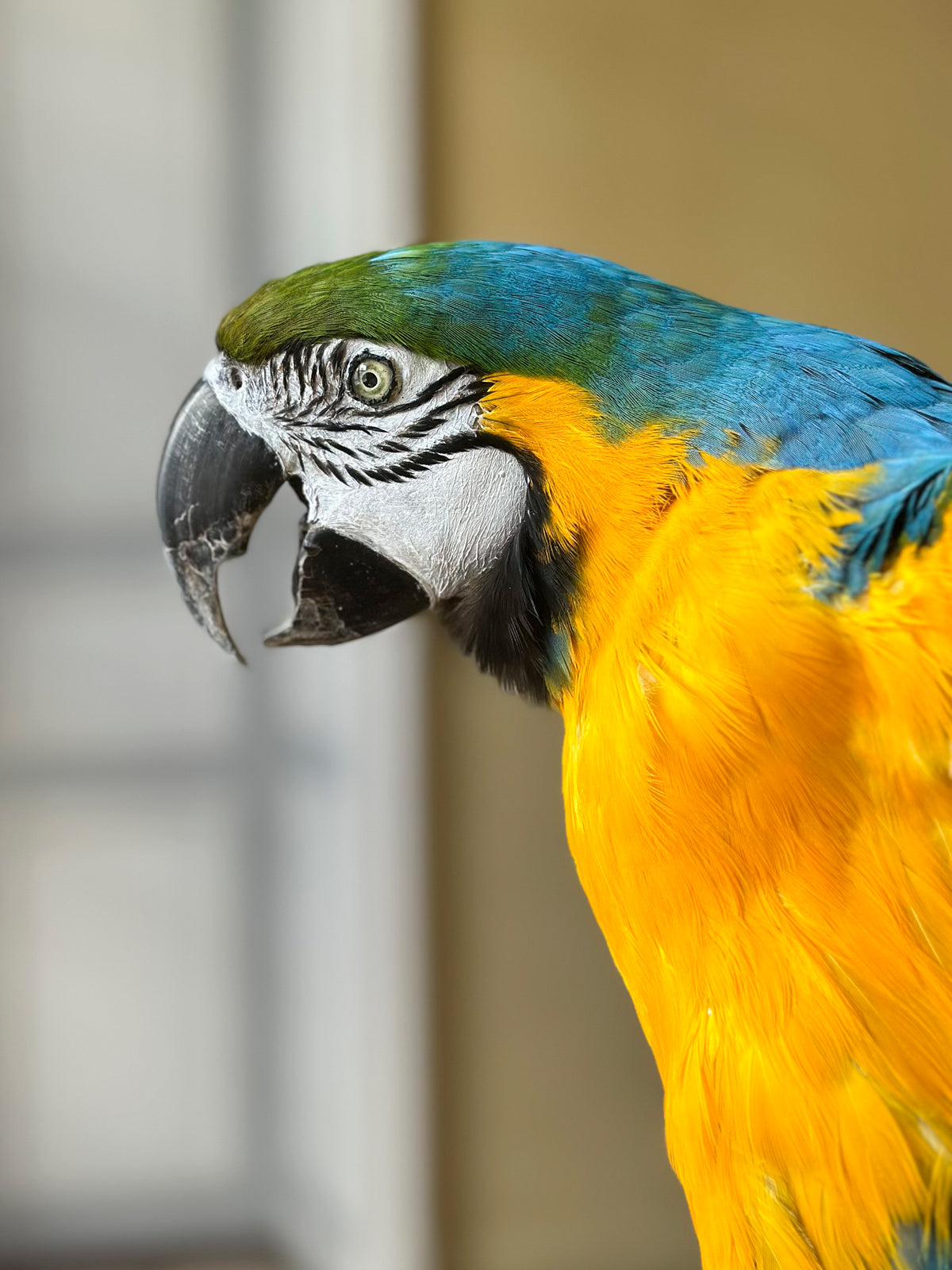 Ara bleu et jaune
