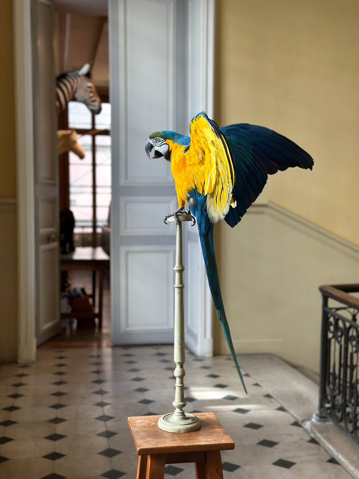 Ara bleu et jaune