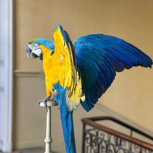 Ara bleu et jaune