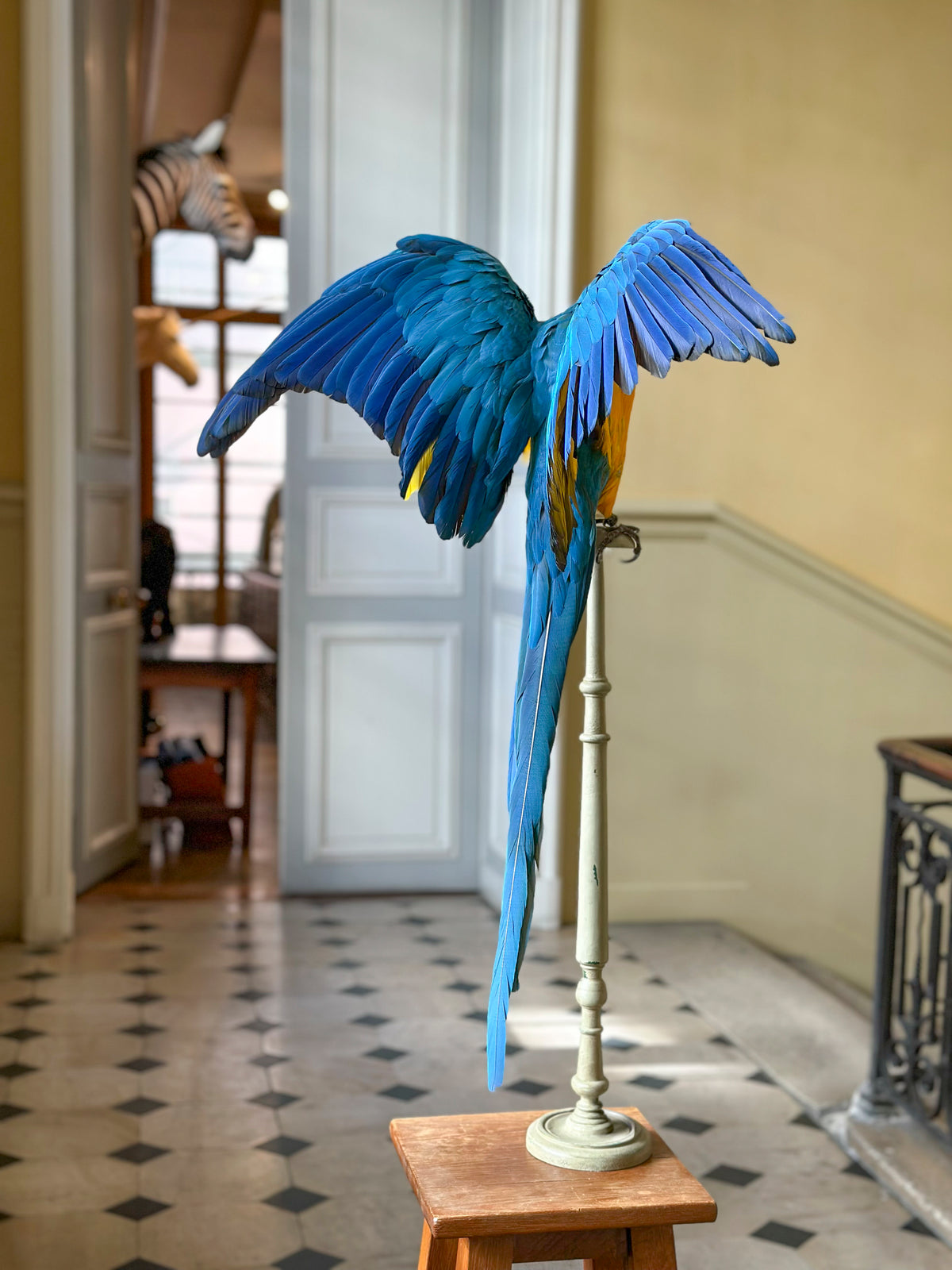Ara bleu et jaune