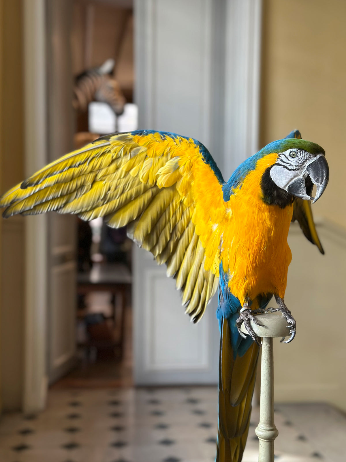 Ara bleu et jaune