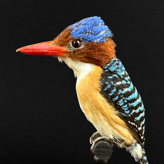 Martin-chasseur mignon male