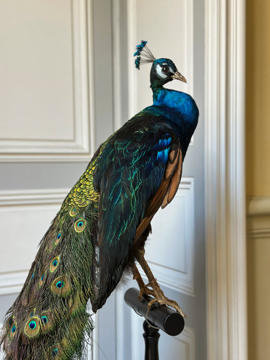 Paon Bleu