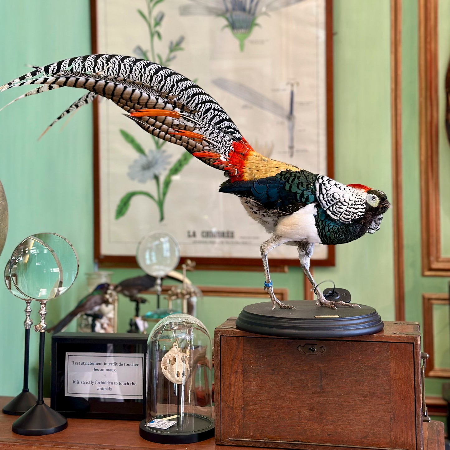 Faisan de Lady Amherst