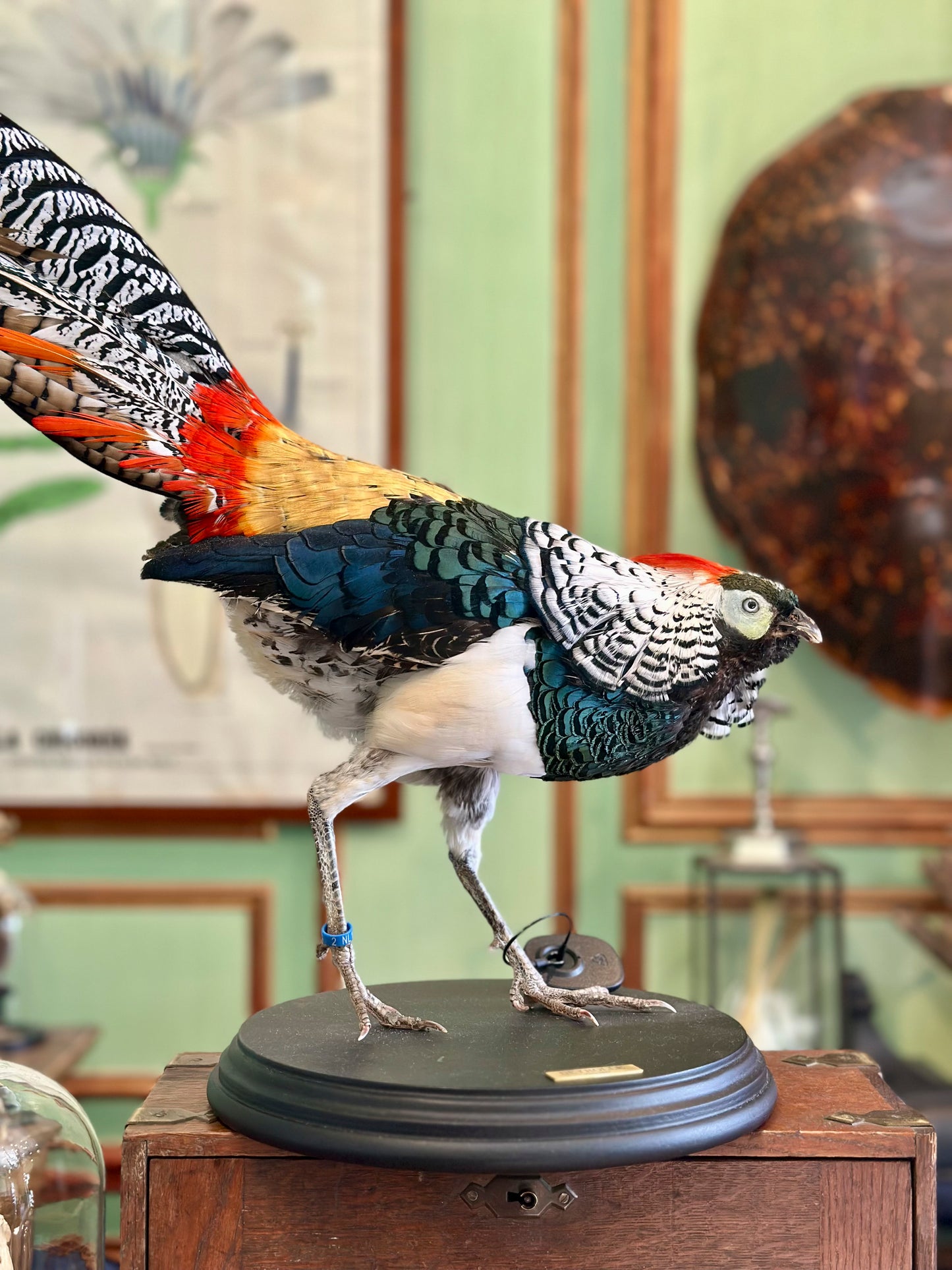 Faisan de Lady Amherst