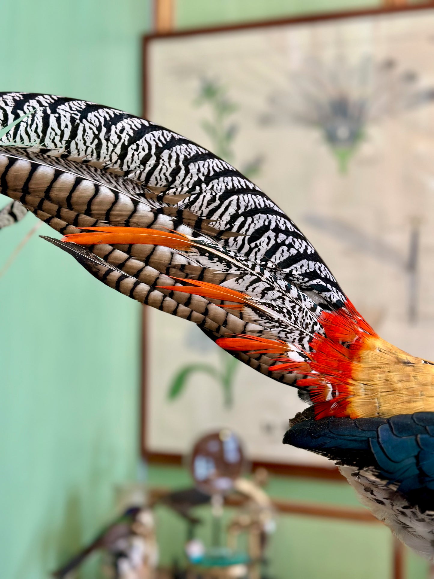 Faisan de Lady Amherst