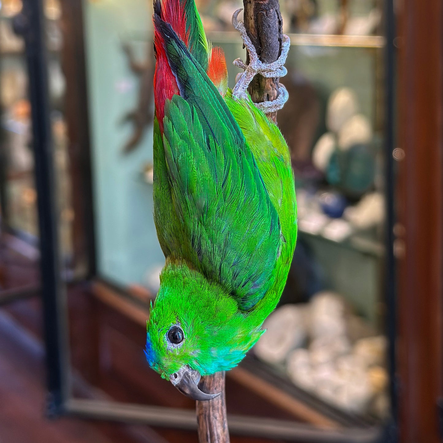 Blue-headed Coryllis