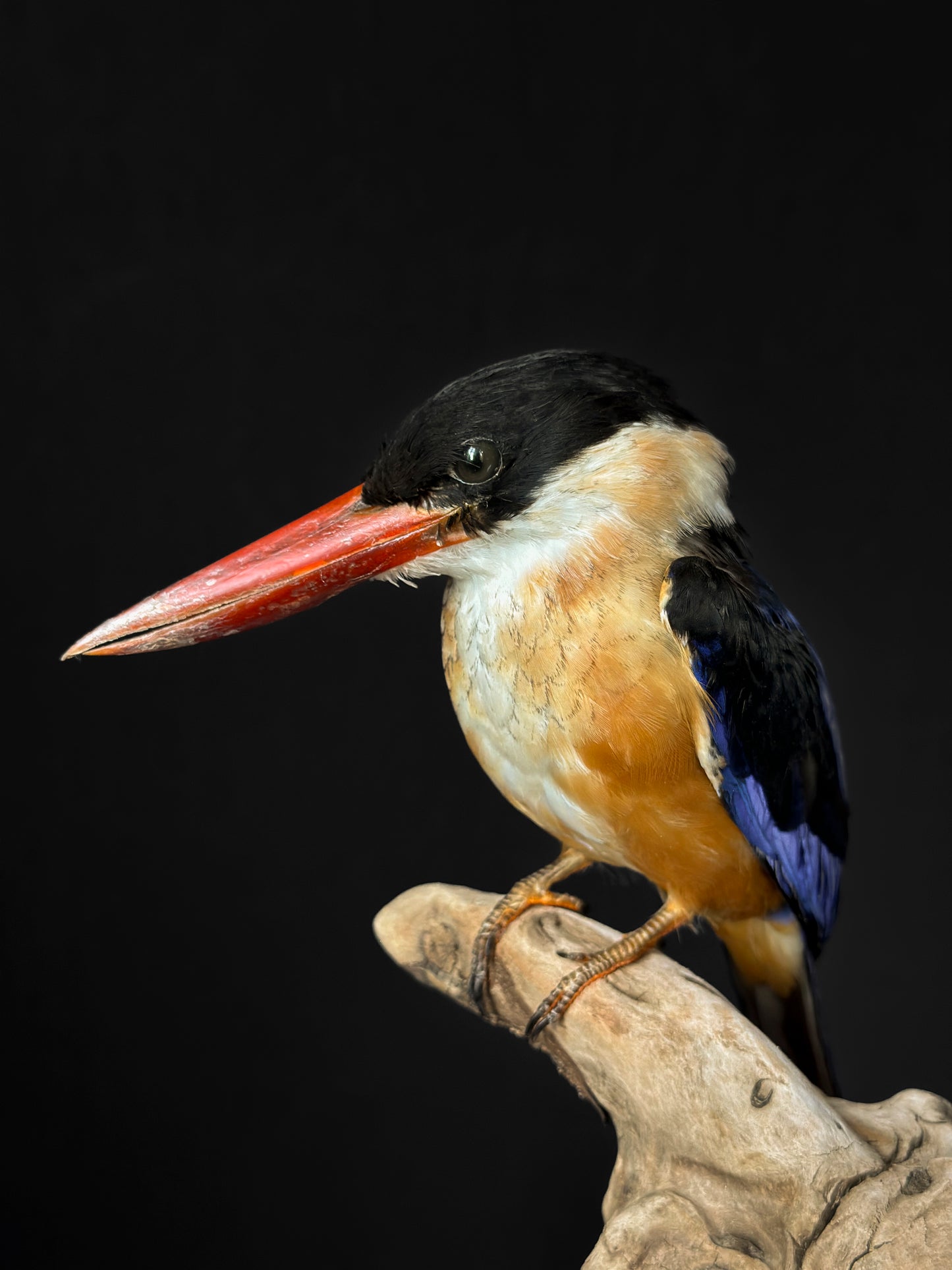 Martin-chasseur à coiffe noire