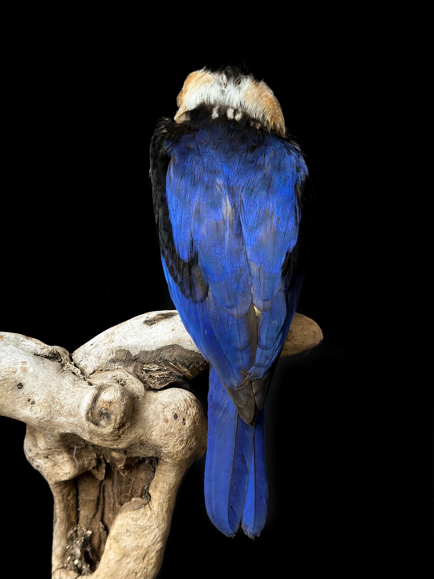 Martin-chasseur à coiffe noire