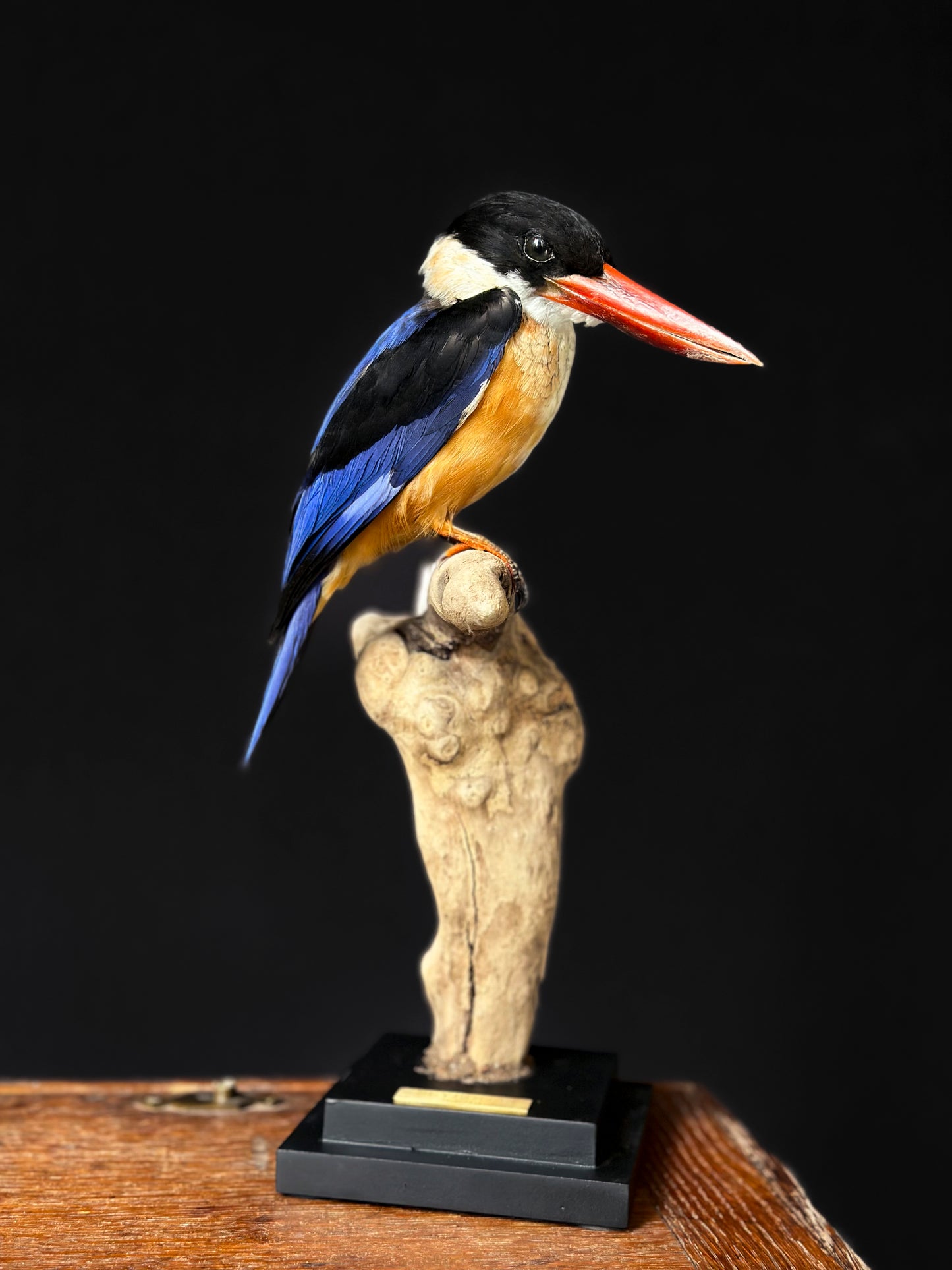 Martin-chasseur à coiffe noire