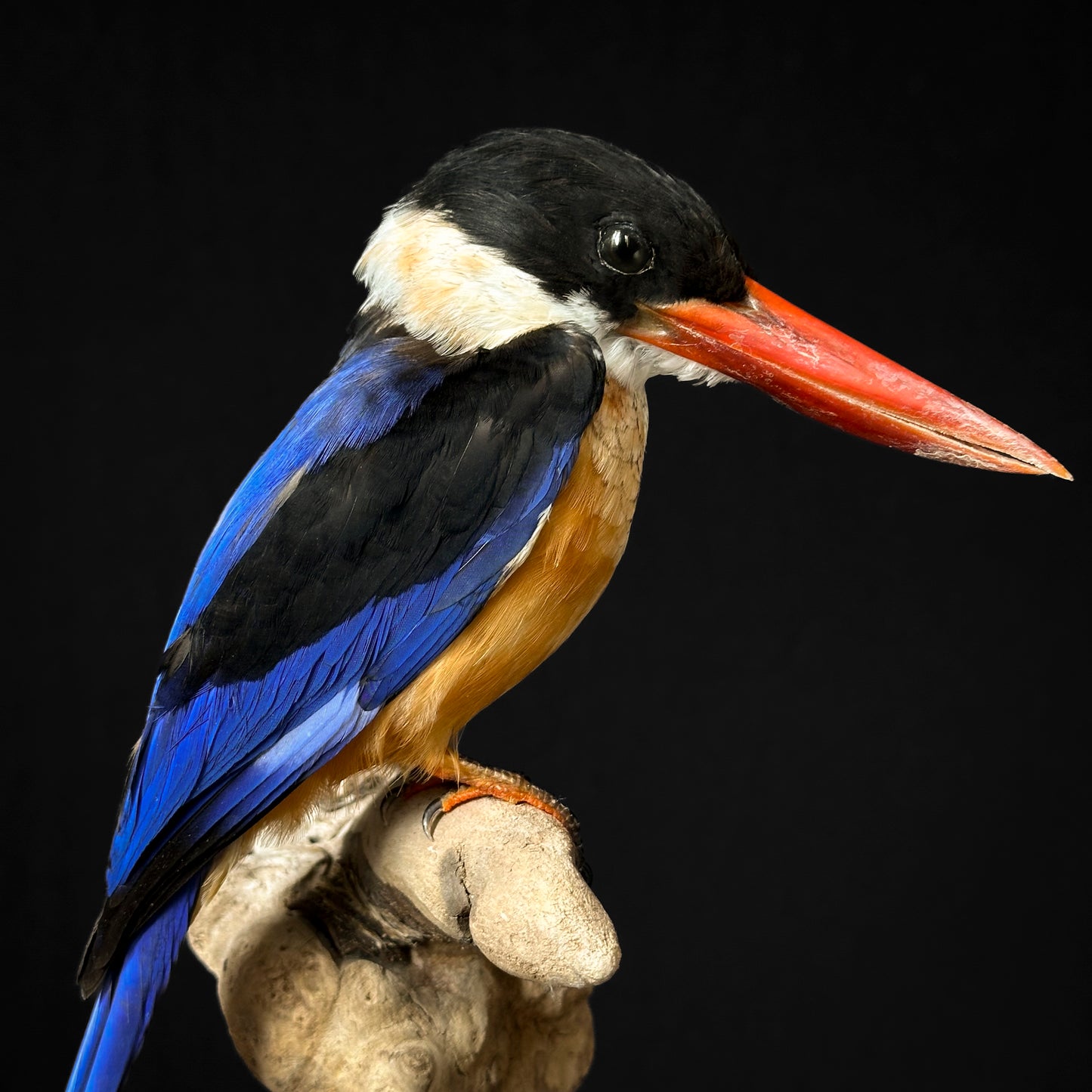 Martin-chasseur à coiffe noire