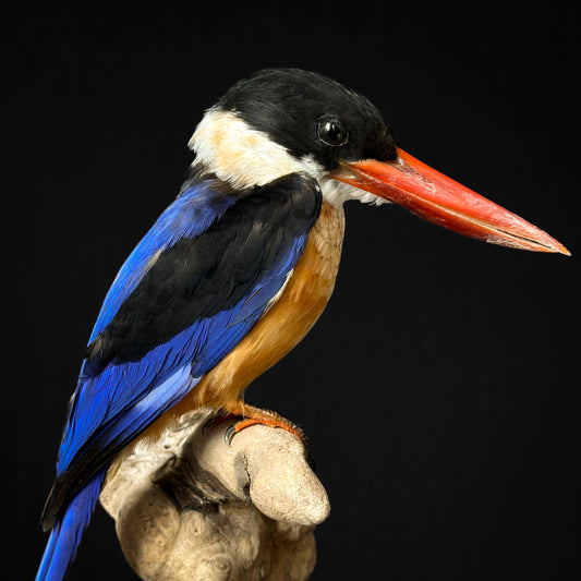 Martin-chasseur à coiffe noire