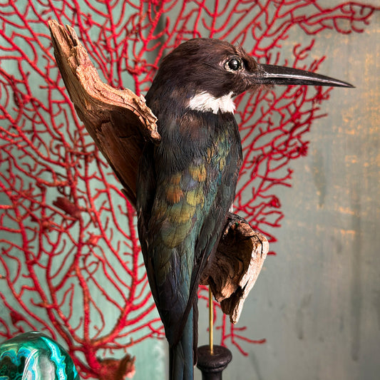 Long-tailed jacamar