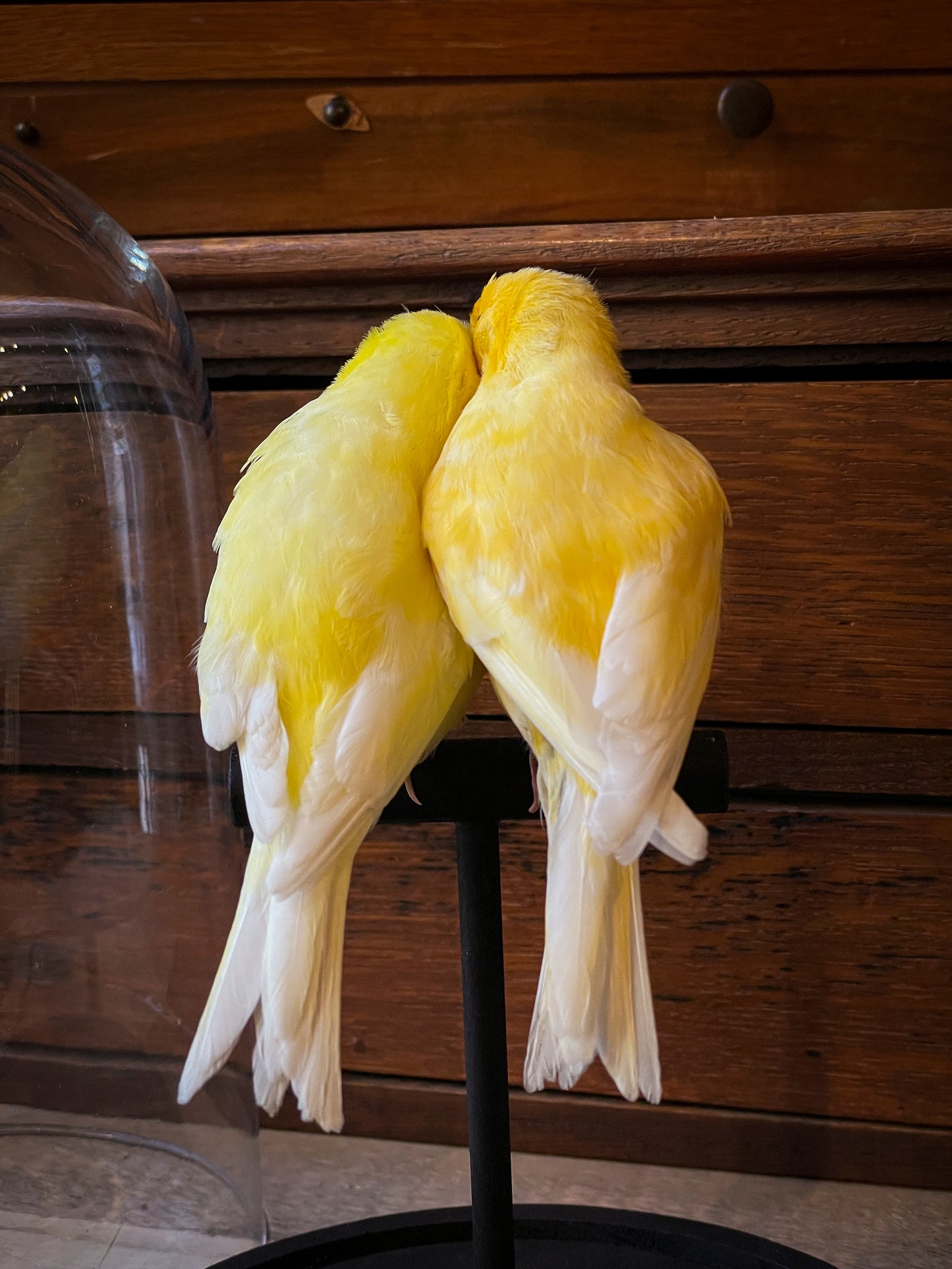 Couple de canaris sous globe