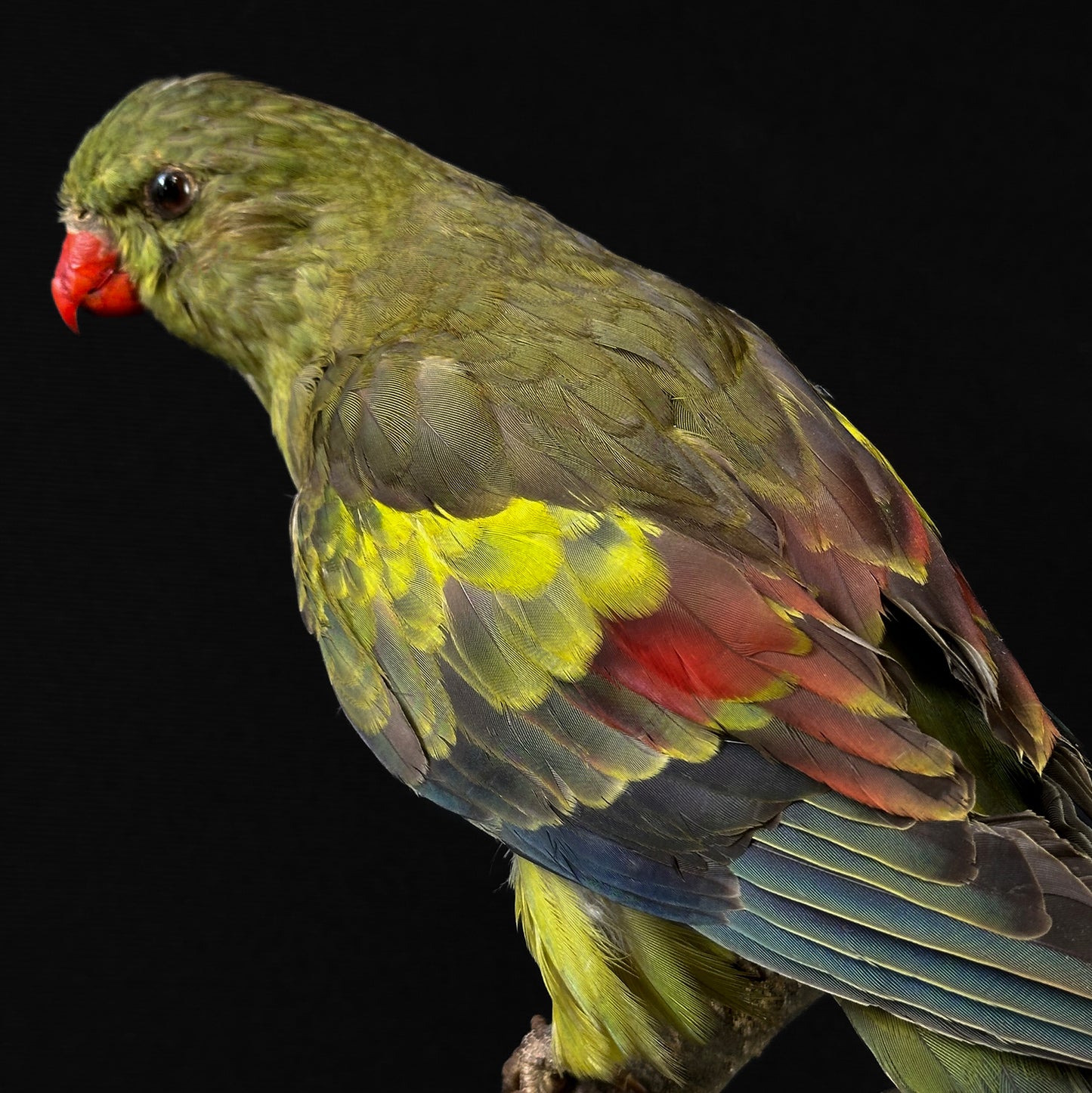 Melanur parakeet