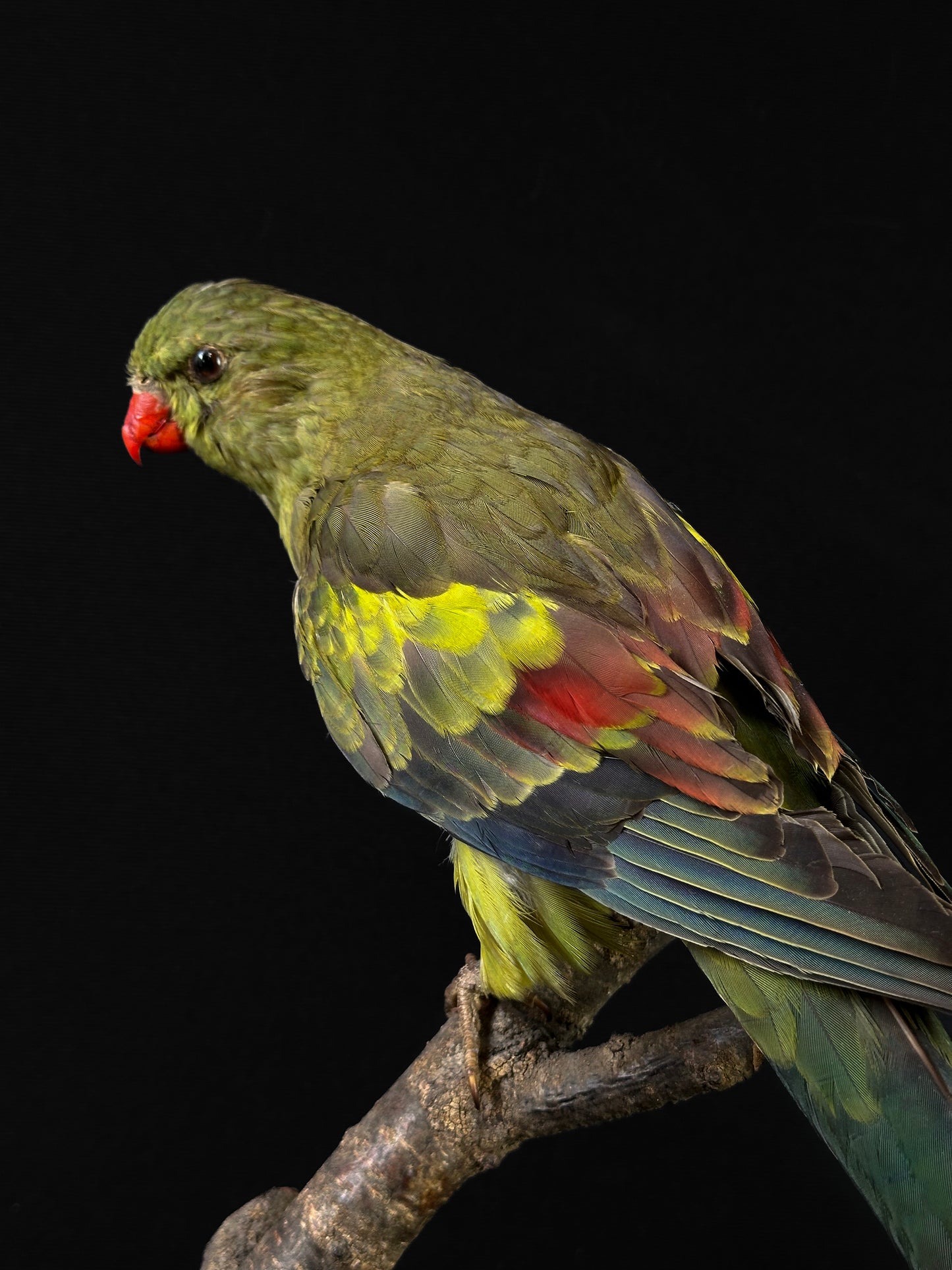 Melanur parakeet