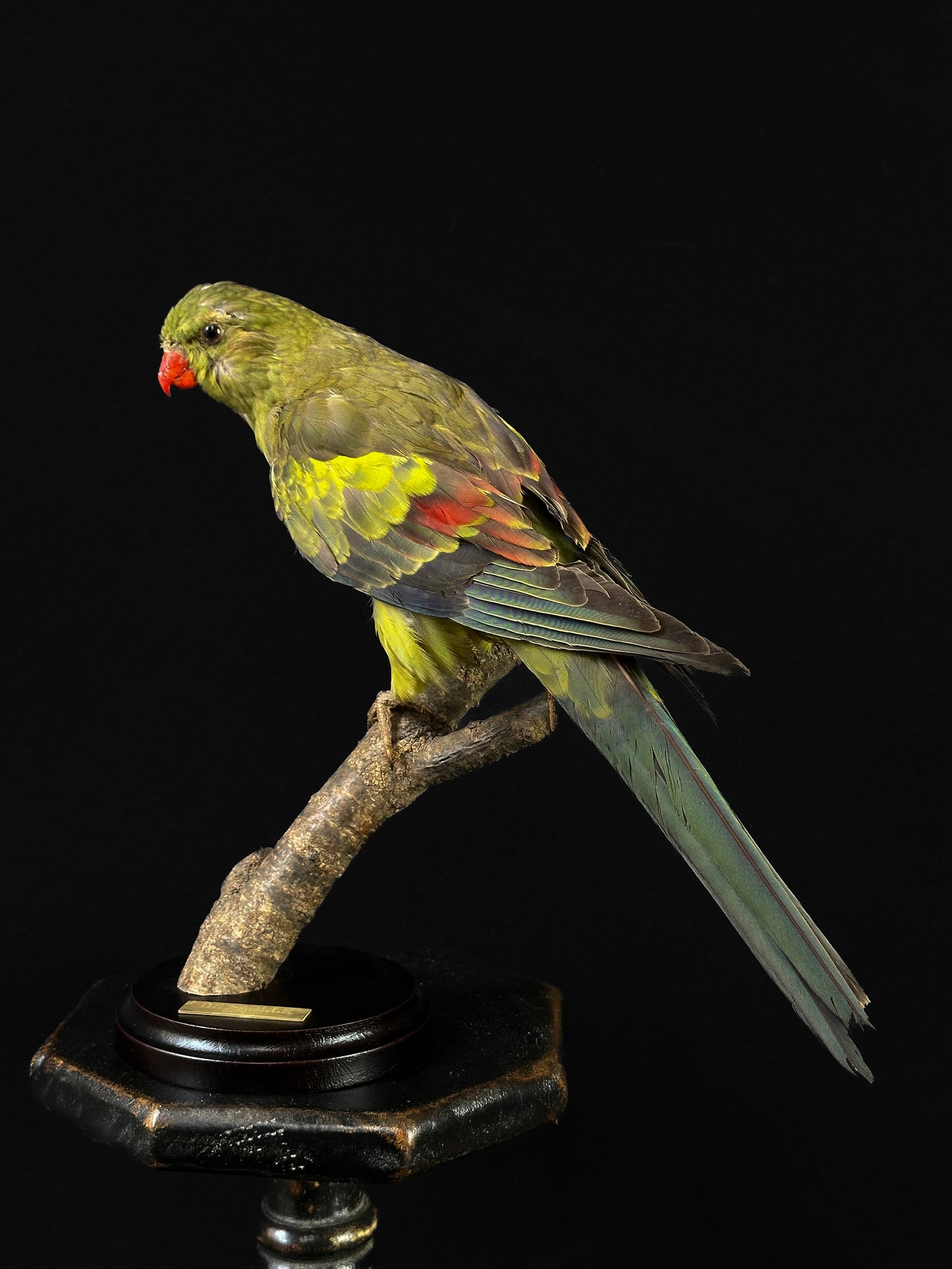 Melanur parakeet