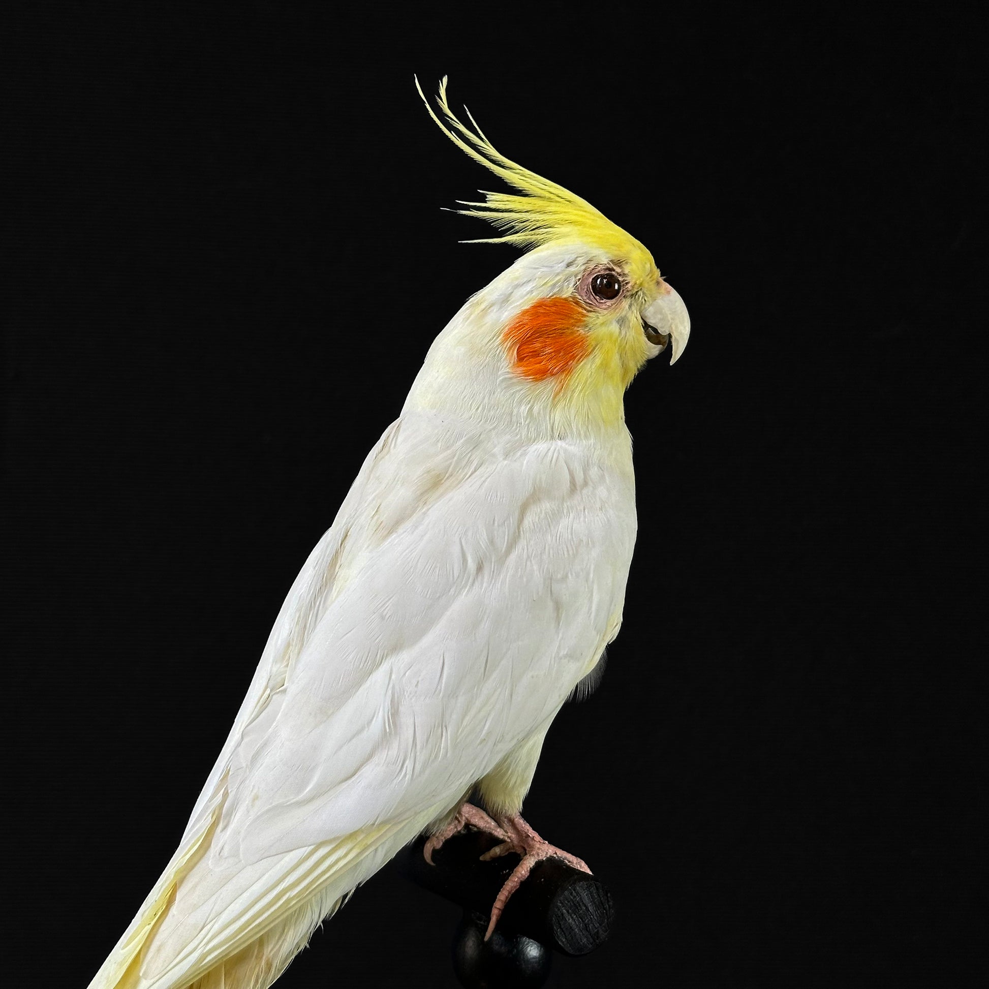 Cinnamon Pearl Cockatiel Nymphicus Hollandicus Whiteface Lutino
