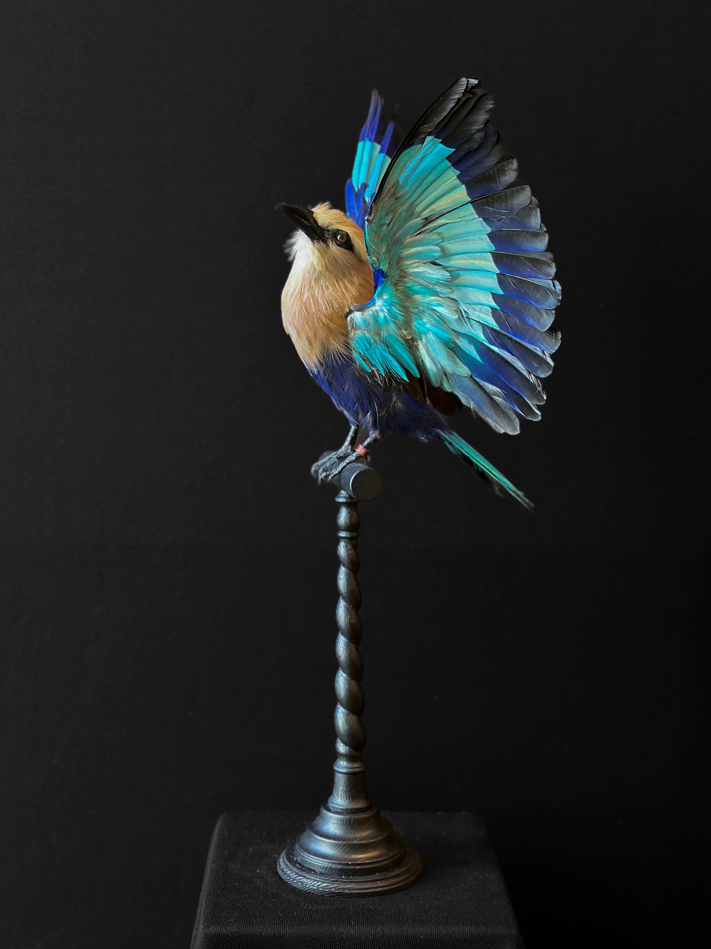 Rollier à ventre bleu