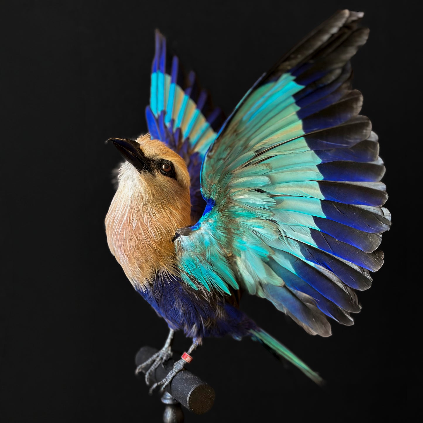 Rollier à ventre bleu