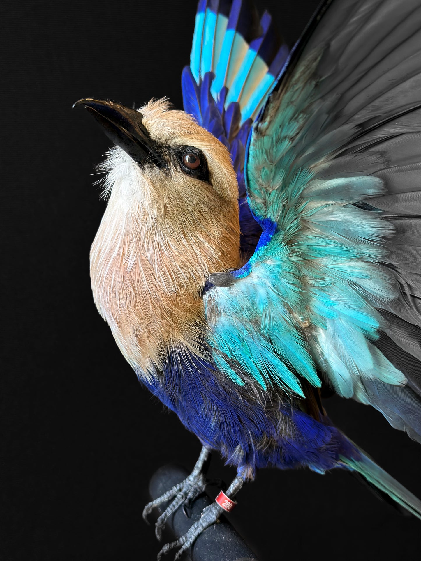 Rollier à ventre bleu