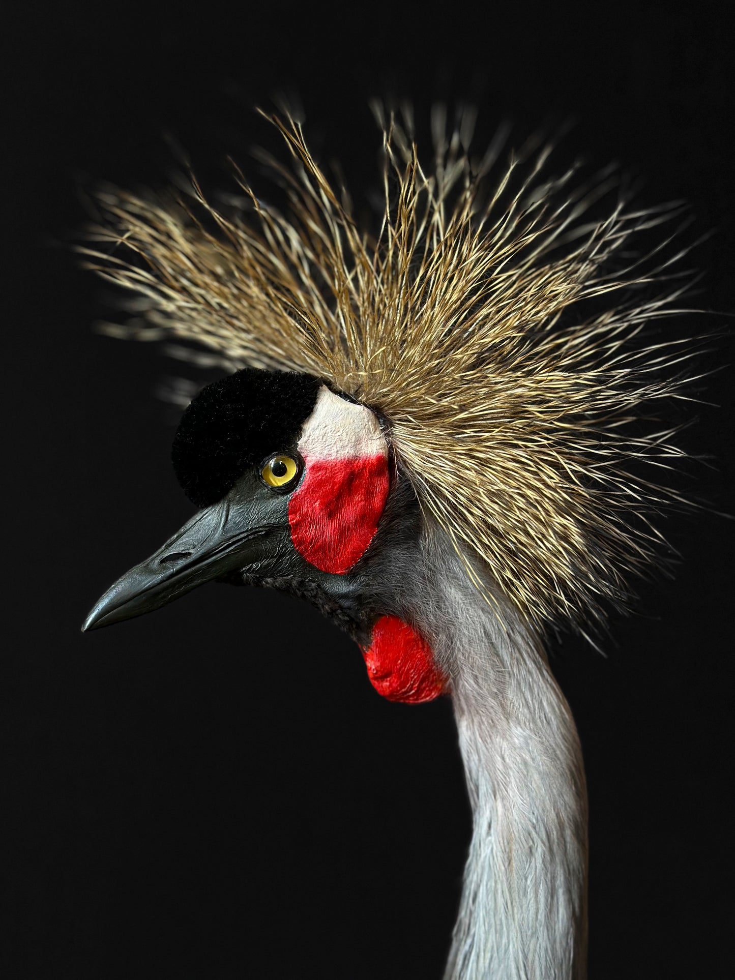 Cute male kingfisher