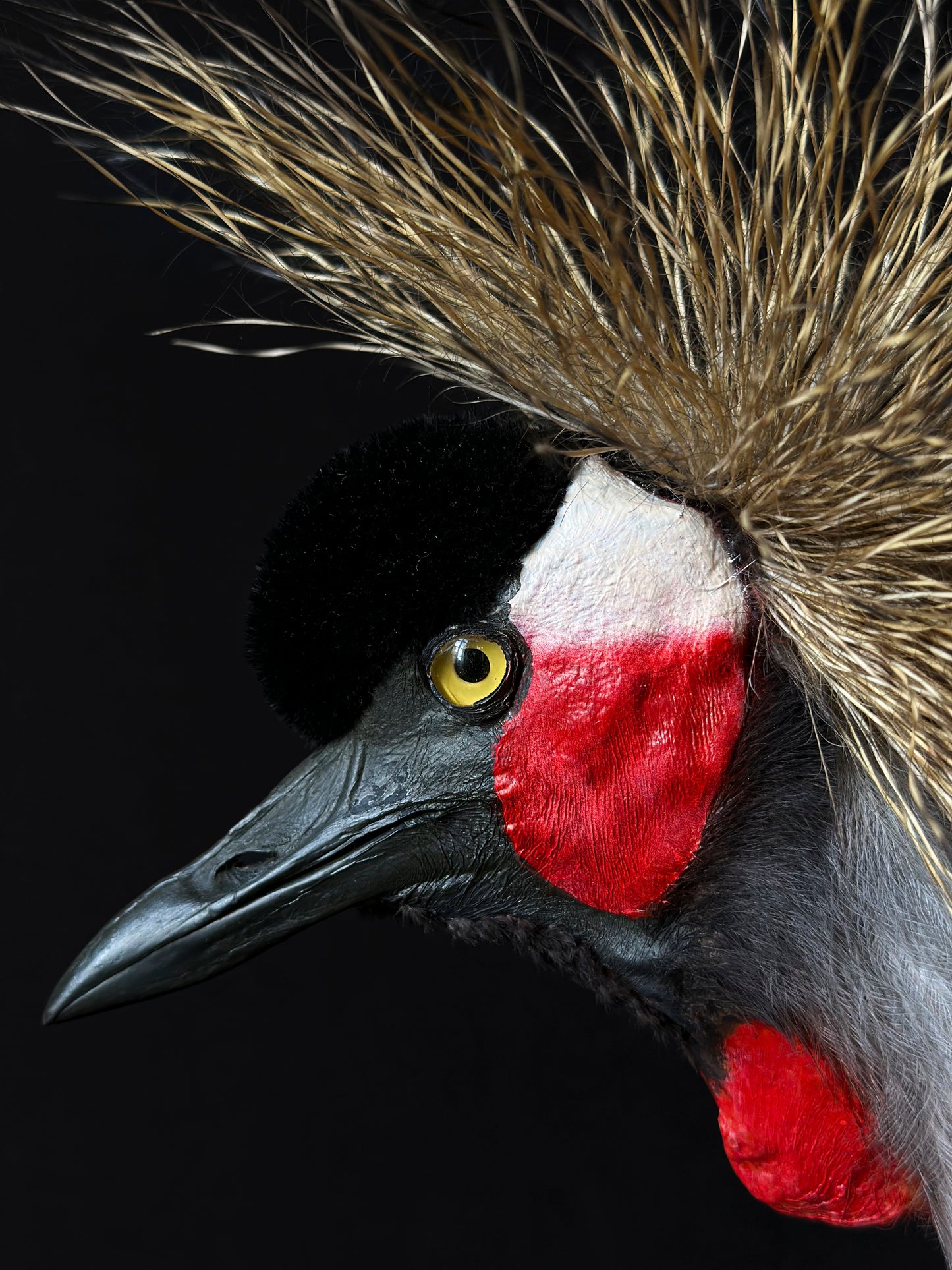 Cute male kingfisher