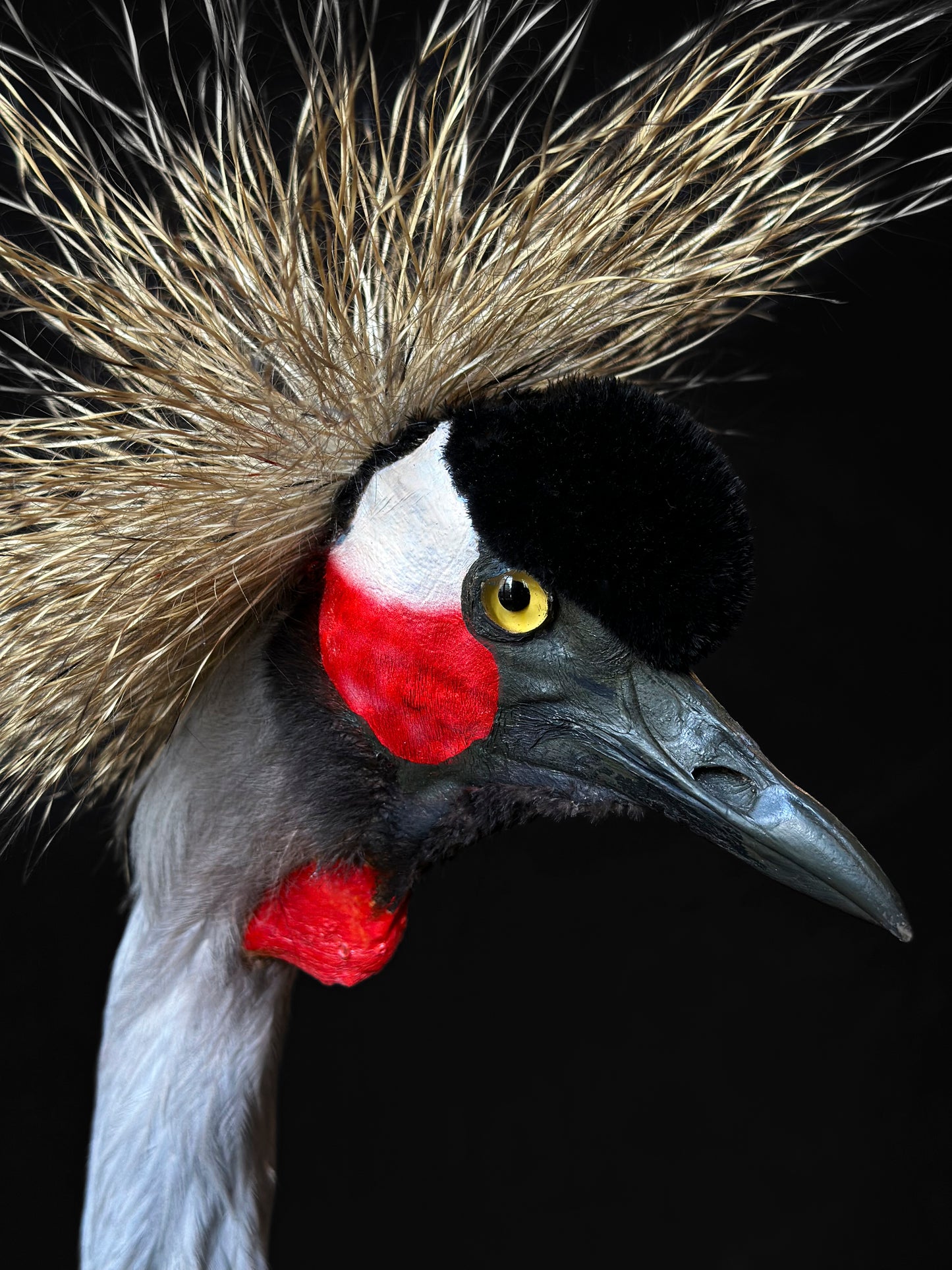 Cute male kingfisher