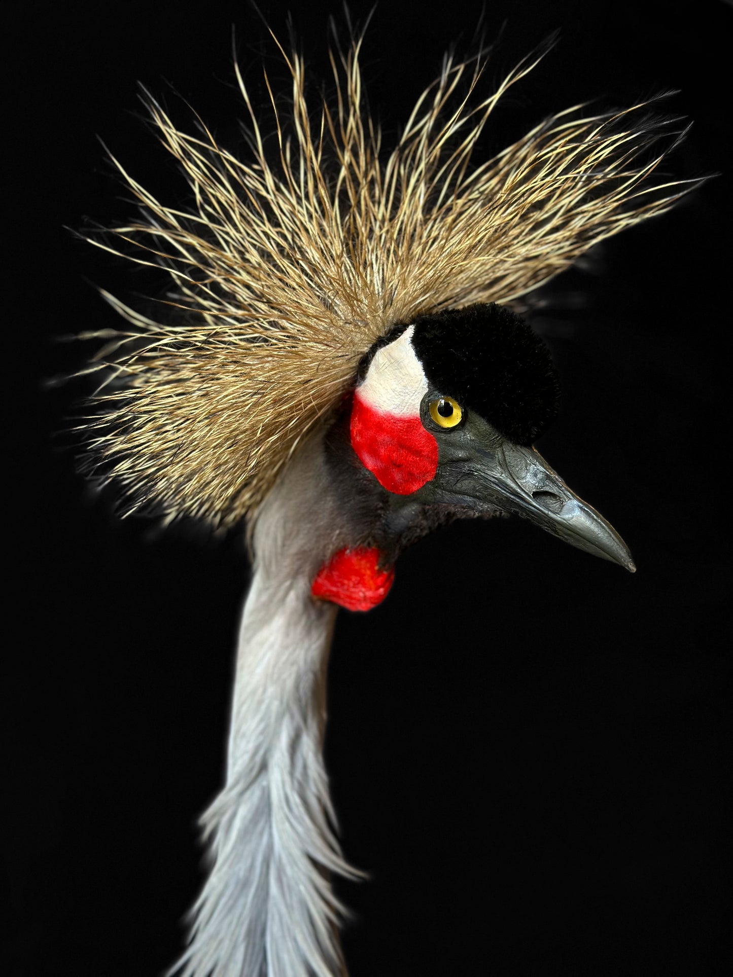 Cute male kingfisher