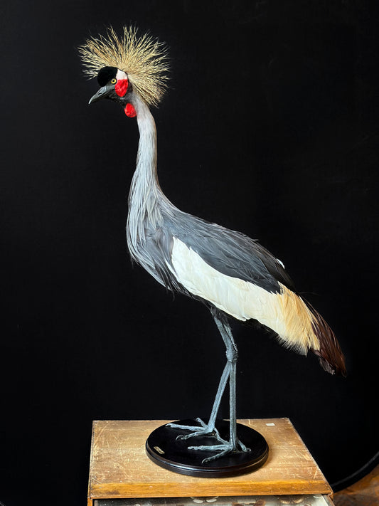 Cute male kingfisher