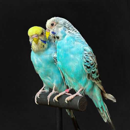 Duo de Perruches ondulées