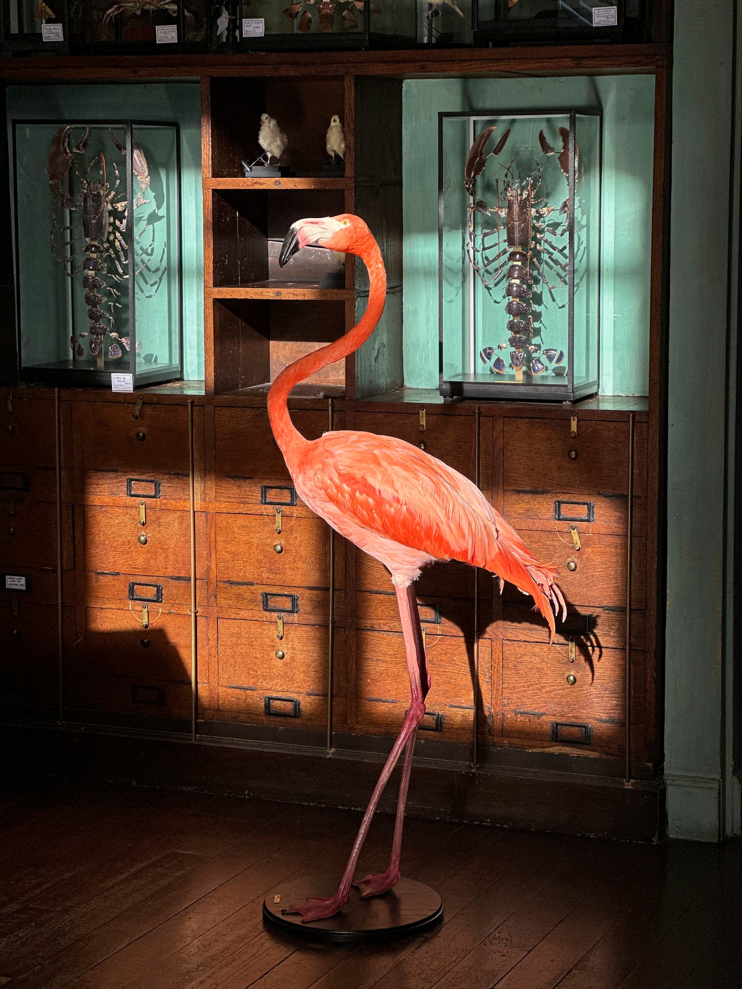 Flamant des Caraïbes