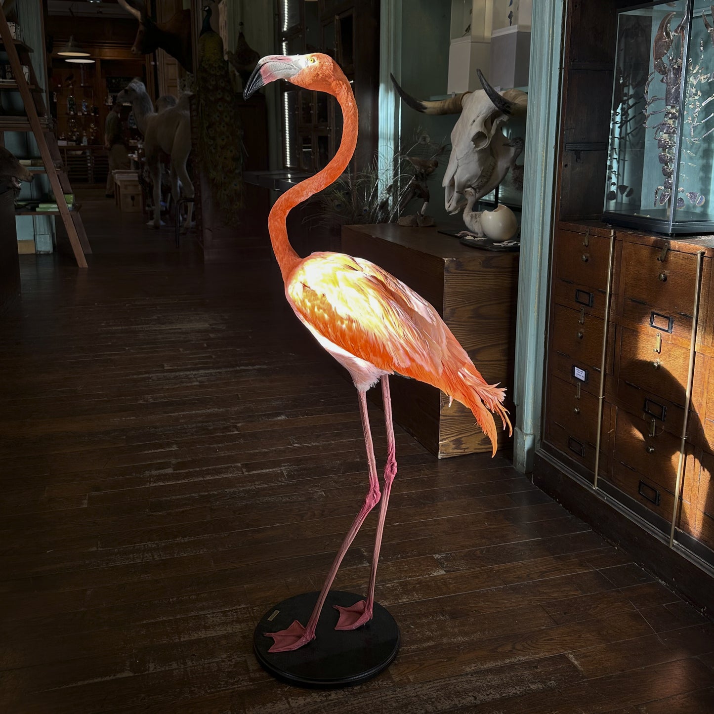 Flamant des Caraïbes