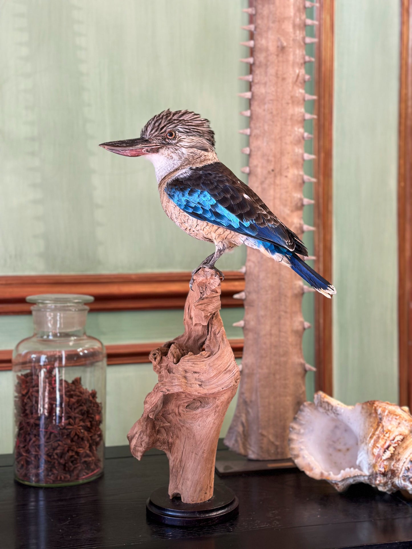 Martin-chasseur à ailes bleues