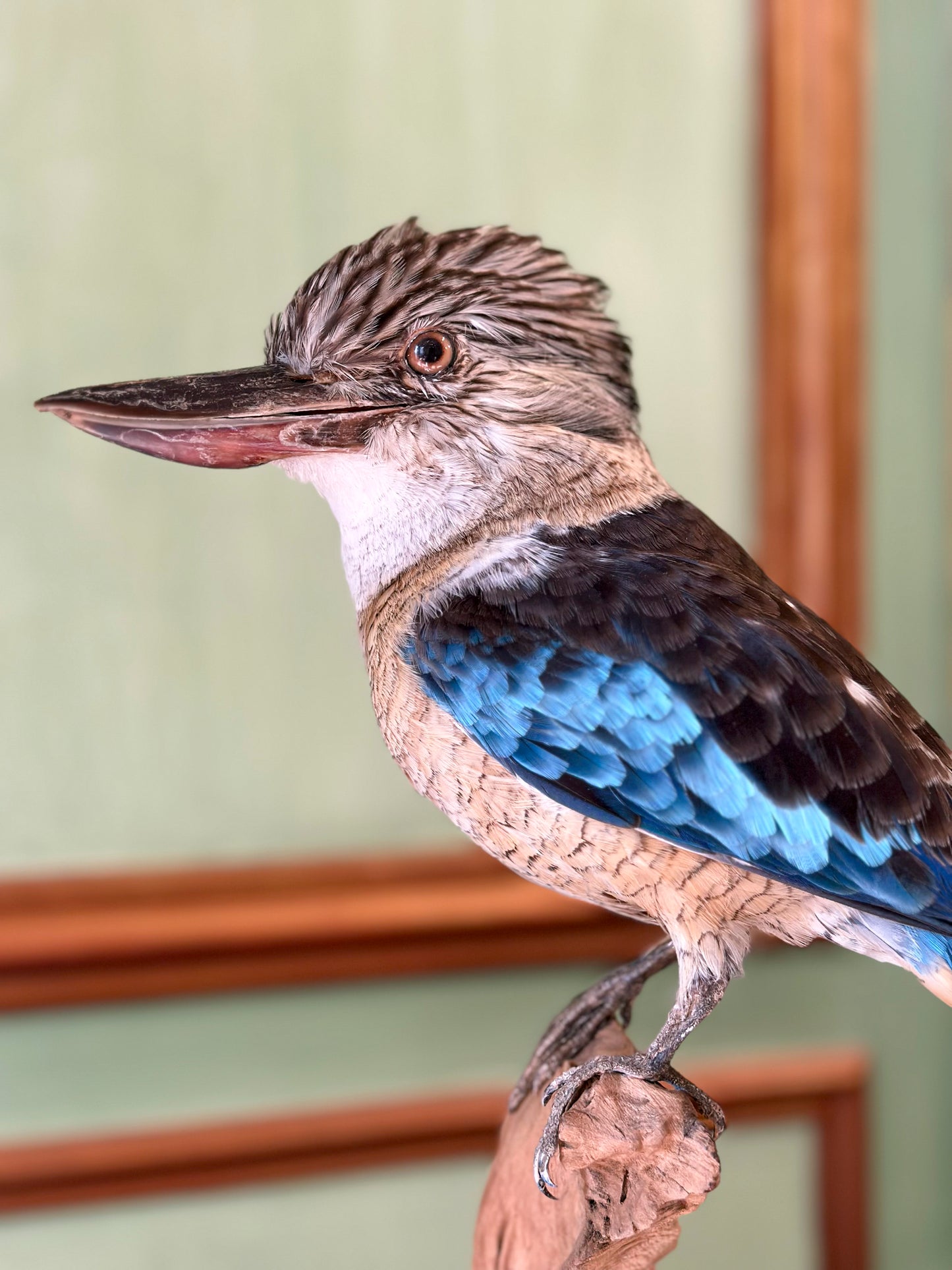 Martin-chasseur à ailes bleues