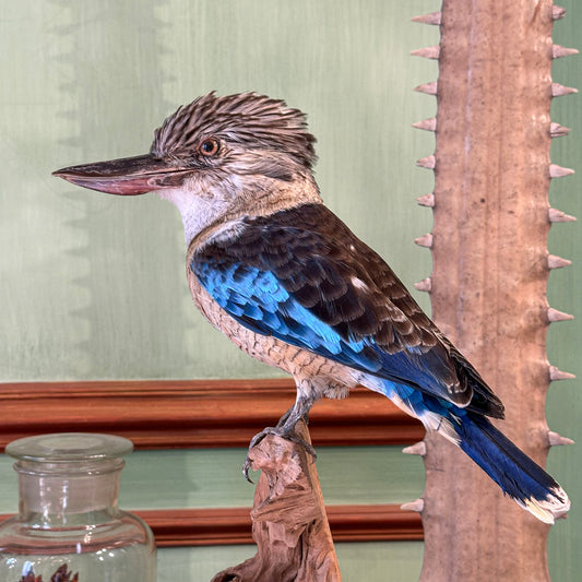 Martin-chasseur à ailes bleues