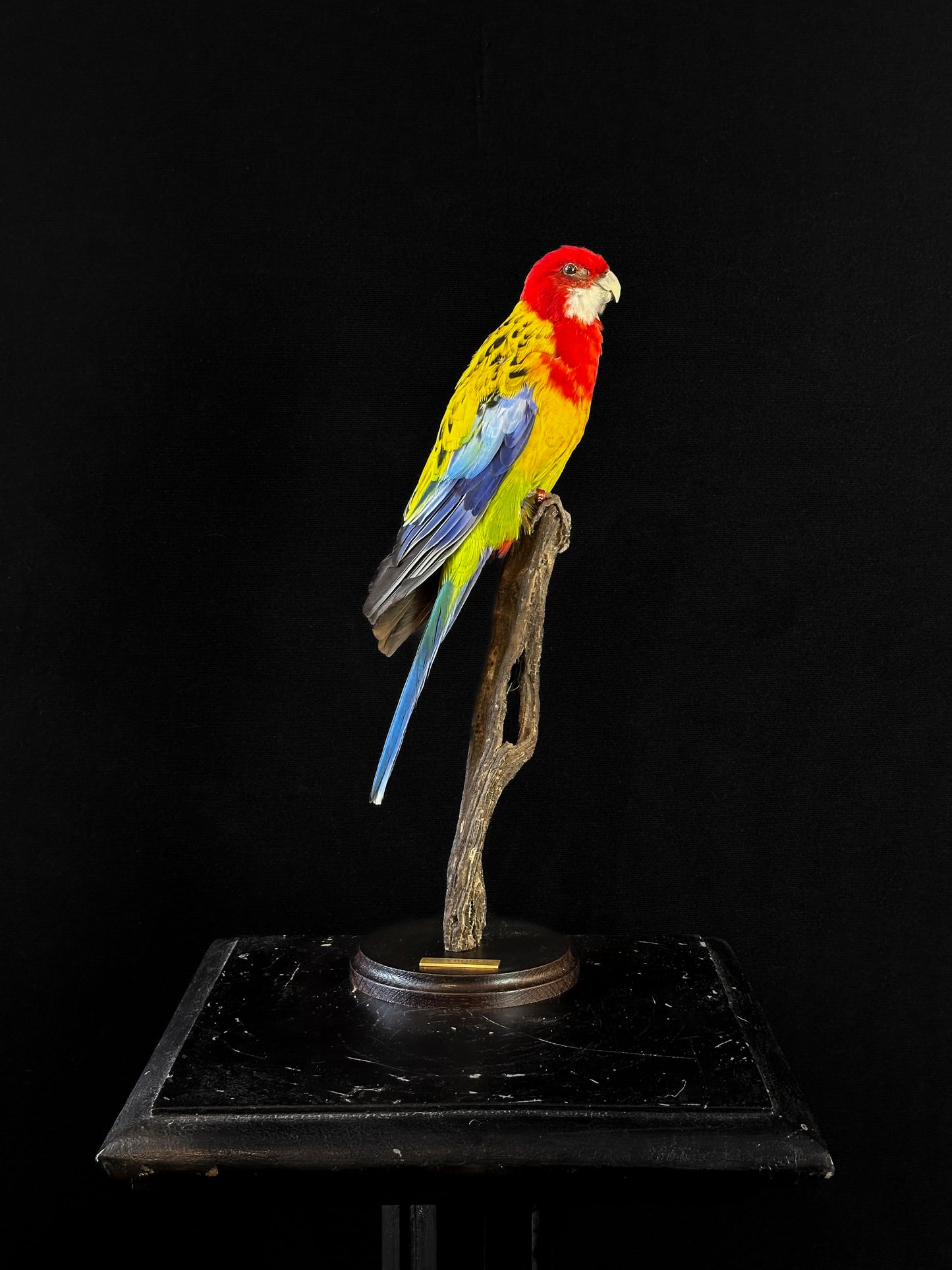 Perruche omnicolore tête rouge