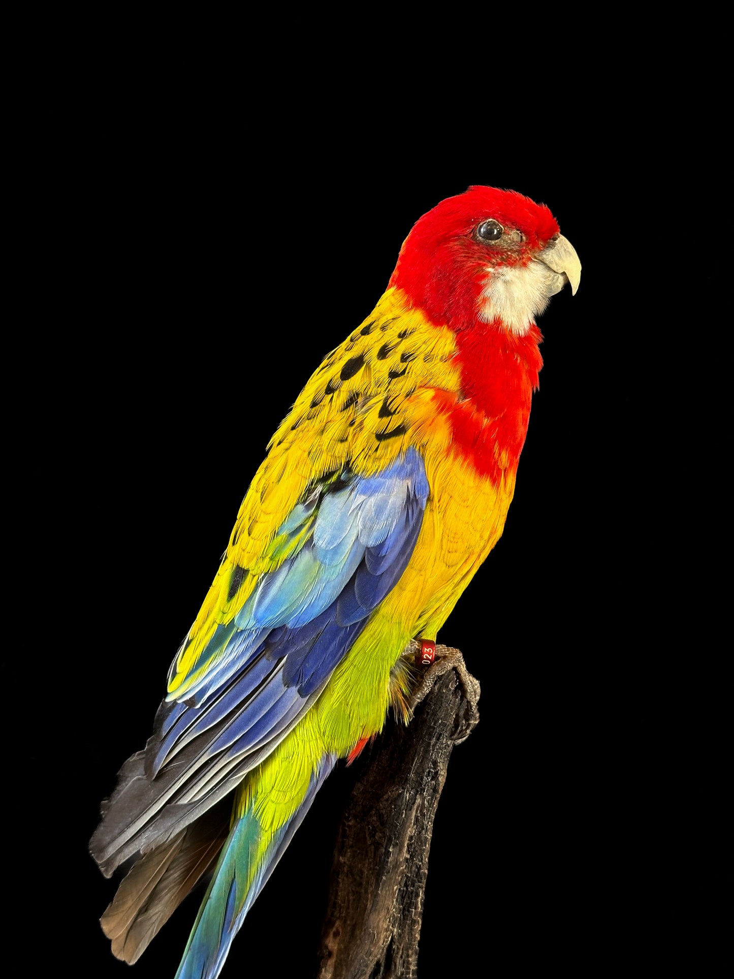 Perruche omnicolore tête rouge