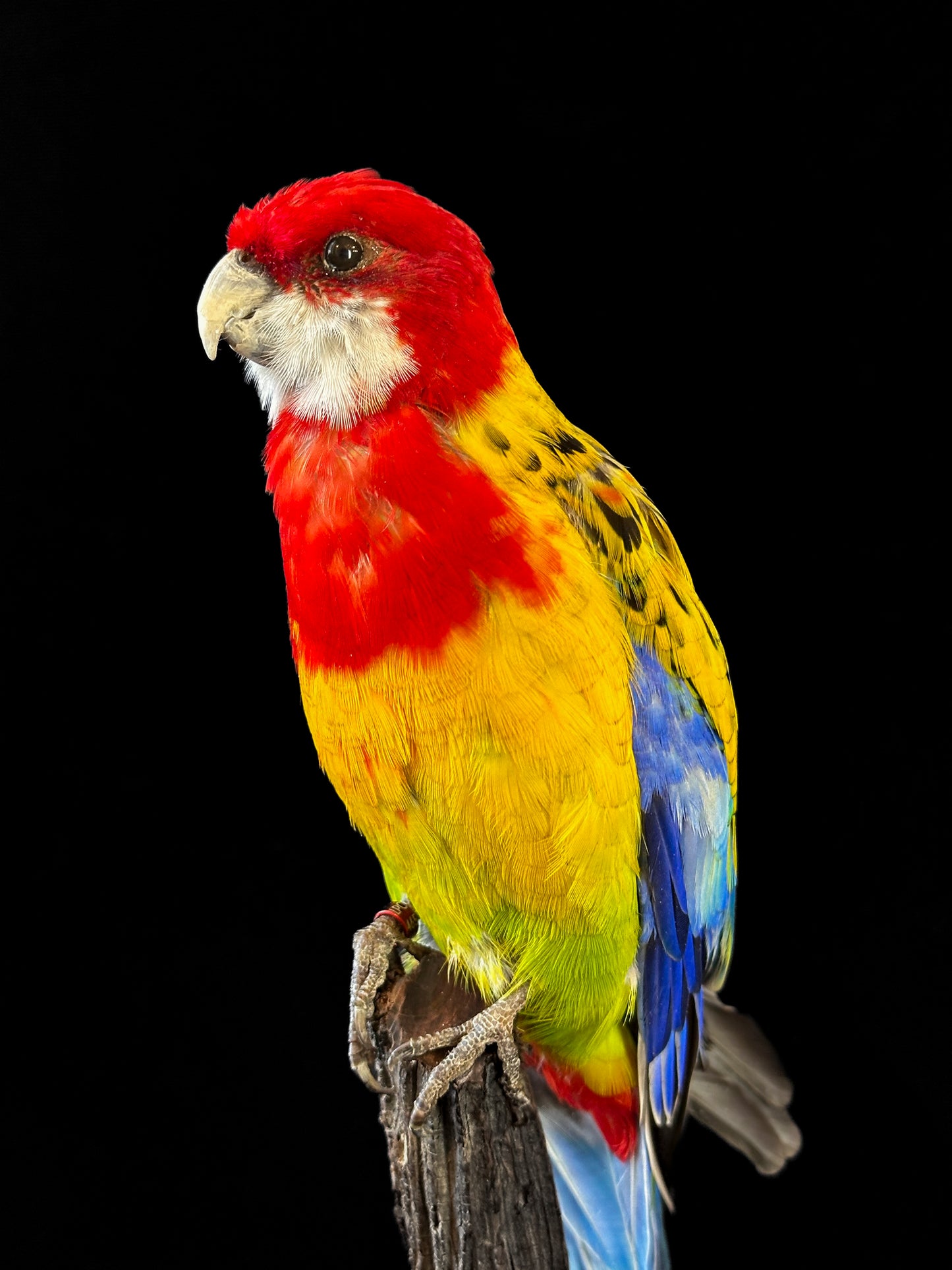 Perruche omnicolore tête rouge