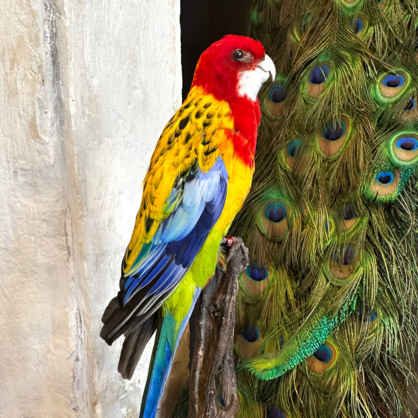 Perruche omnicolore tête rouge