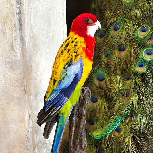 Perruche omnicolore tête rouge