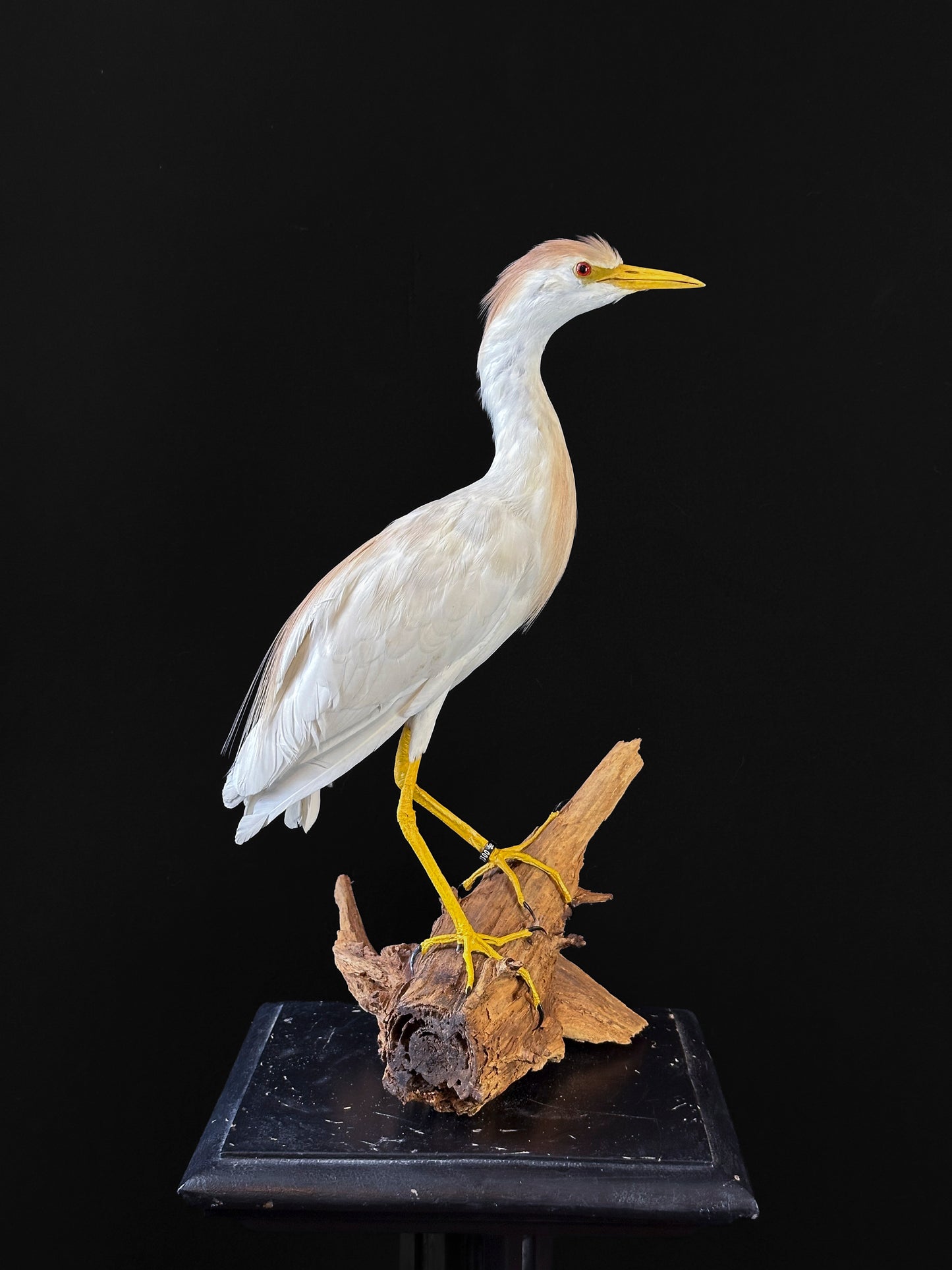 Héron garde-bœufs (Bubulcus ibis)